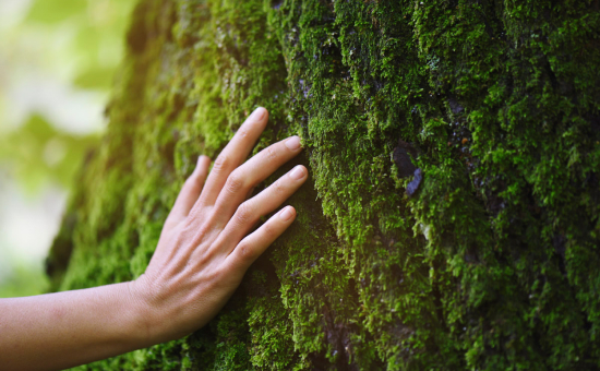 hand on mossy tree.