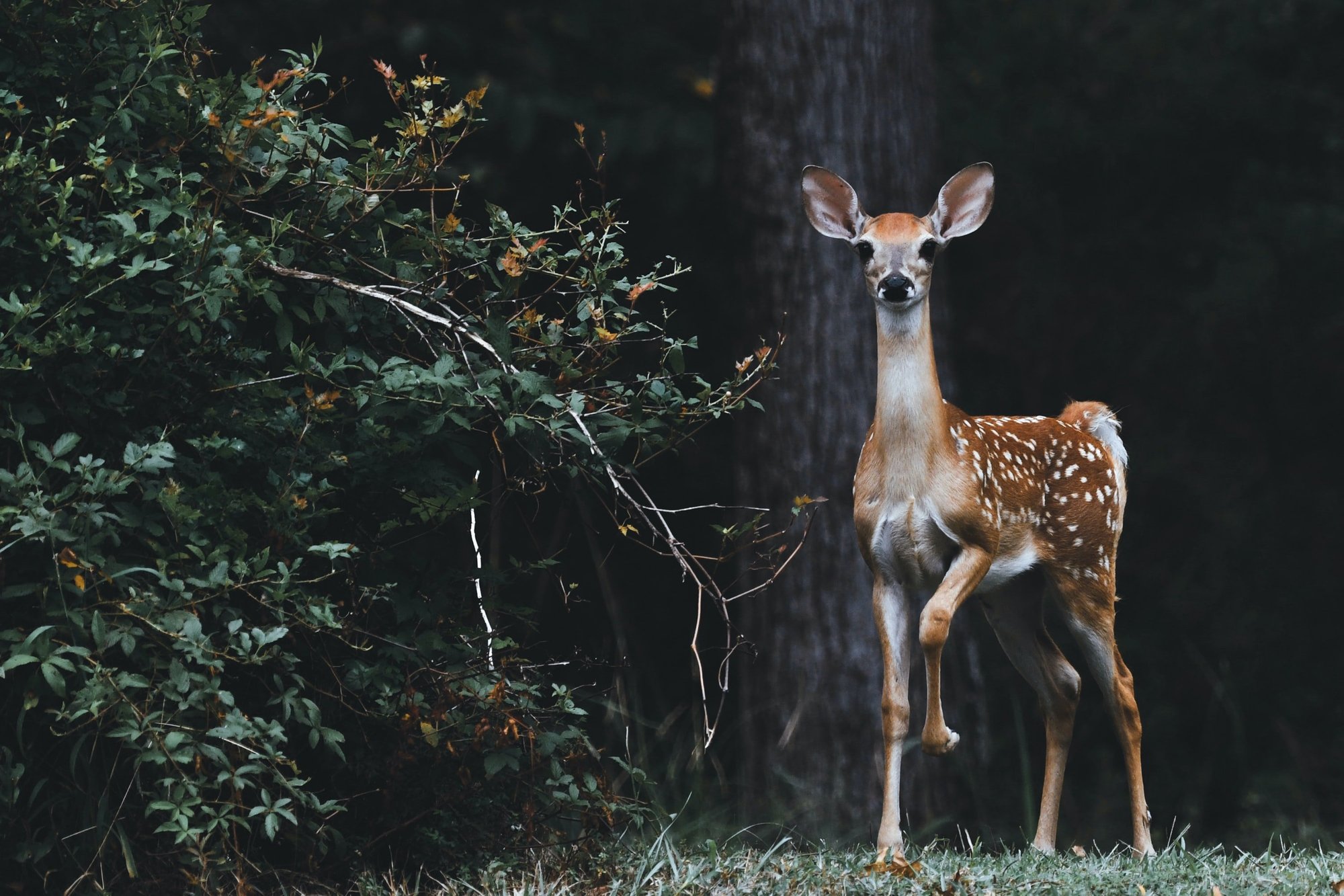 deer in forest.